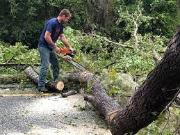 Best Tree Mulching  in North Royalton, OH