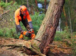 Best Root Management and Removal  in North Royalton, OH