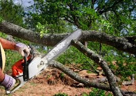 Best Tree Disease Treatment  in North Royalton, OH