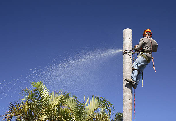 Best Leaf Removal  in North Royalton, OH