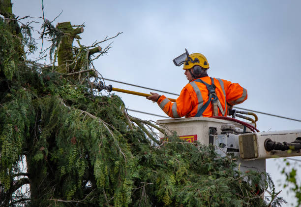 Best Emergency Tree Removal  in North Royalton, OH
