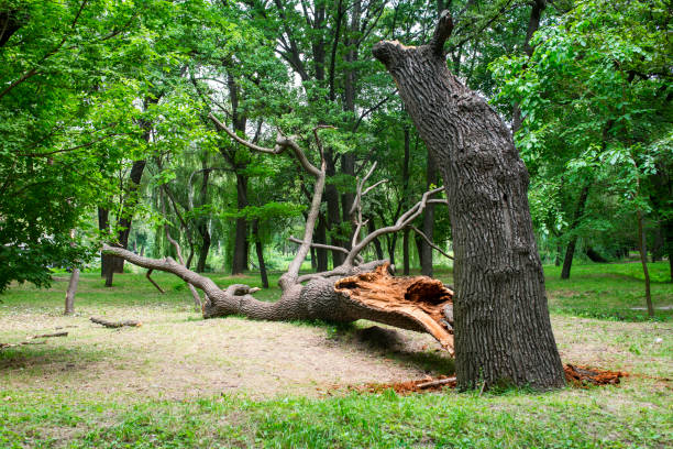 Best Utility Line Clearance  in North Royalton, OH