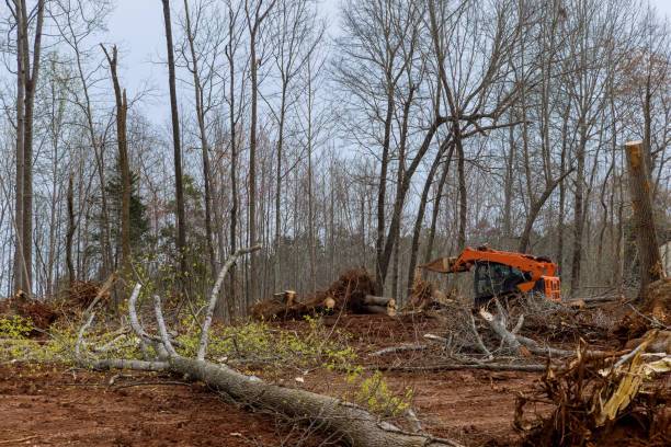 How Our Tree Care Process Works  in  North Royalton, OH