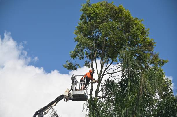 Best Stump Grinding and Removal  in North Royalton, OH