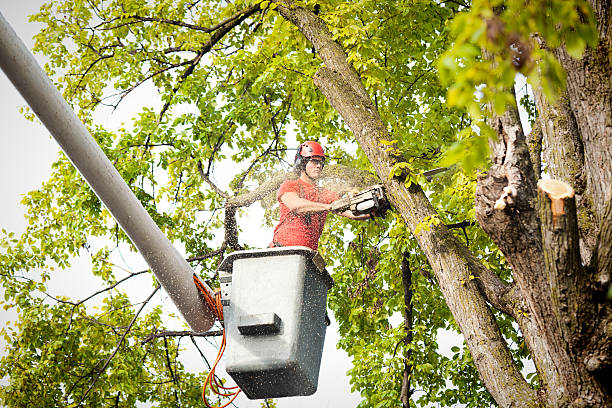 Best Weed Control  in North Royalton, OH