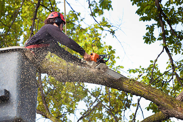 Best Tree Health Inspection  in North Royalton, OH