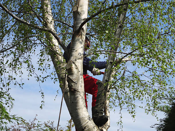 Best Pest Control for Lawns  in North Royalton, OH