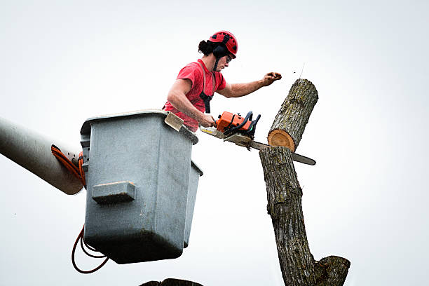 Best Tree Trimming and Pruning  in North Royalton, OH