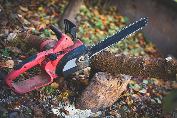 Best Tree Cabling and Bracing  in North Royalton, OH