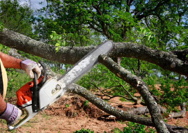 Best Seasonal Cleanup (Spring/Fall)  in North Royalton, OH