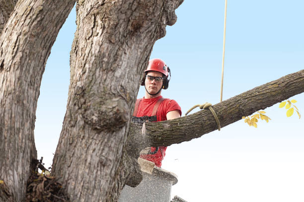 Best Fruit Tree Pruning  in North Royalton, OH